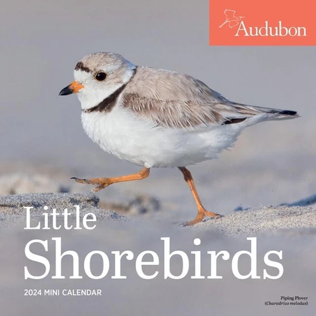 AUDUBON LITTLE SHOREBIRDS Mini Wall Calendar 2024 A Tribute to the