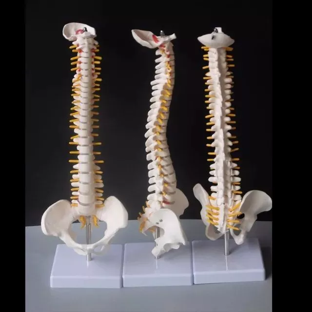 Human Spine Pelvic Model Human Anatomical Spine Column Stand Medical Supply 45CM