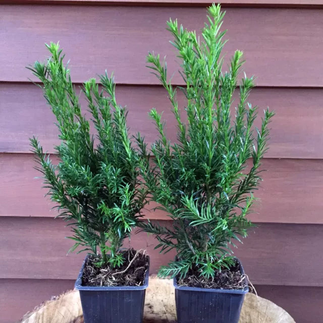 70 Stück Bechereibe oder Taxus Media Hicksii winterhart 20-30 cm im Topf