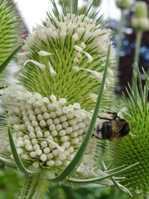 Dipsacus laciniatus SCHLITZBLATT-KARDE über 50 Samen Wildblume, Bienenweide