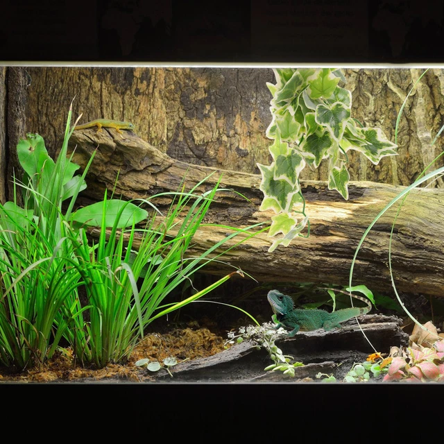 Pianta Finta Rettile Per Terrario - Decorazione Habitat Per Lucertole, Serpenti E Acquari - Foto 6