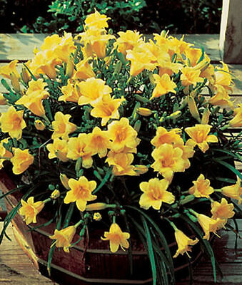 FLASH SALE-Buy 6-Get 6 FREE-Stella D'Oro Plants-Reblooming Daylily-Perennial
