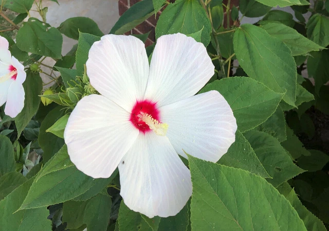 Large Hardy Hibiscus - Luna White - Perennial - 20 Seeds - Free shipping