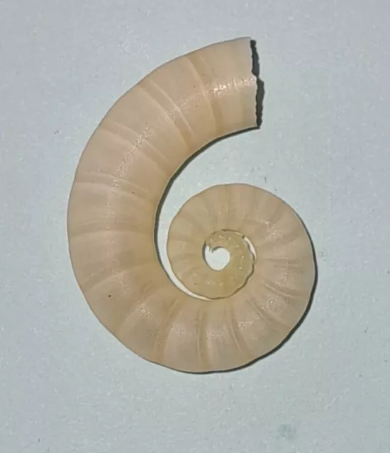 19.5 mm Spirula Spirula sea shell. Ram's head. Aquarium décor shell collectable.