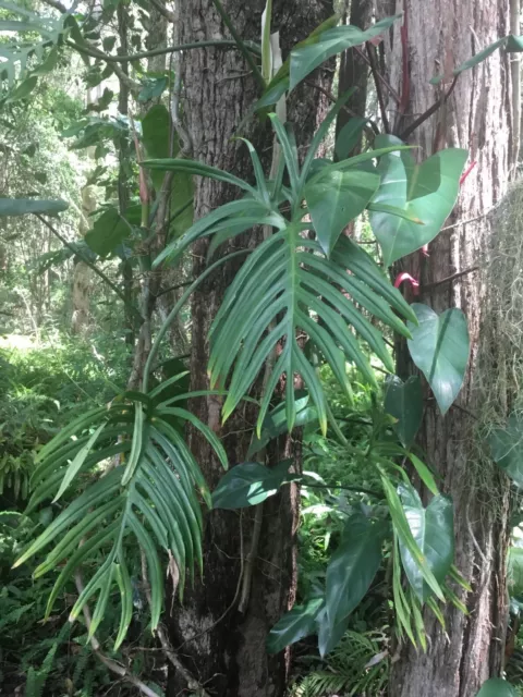 PHILODENDRON  - ‘ELEGANS’ - RARE TROPICAL PLANT Climber CUTTING.