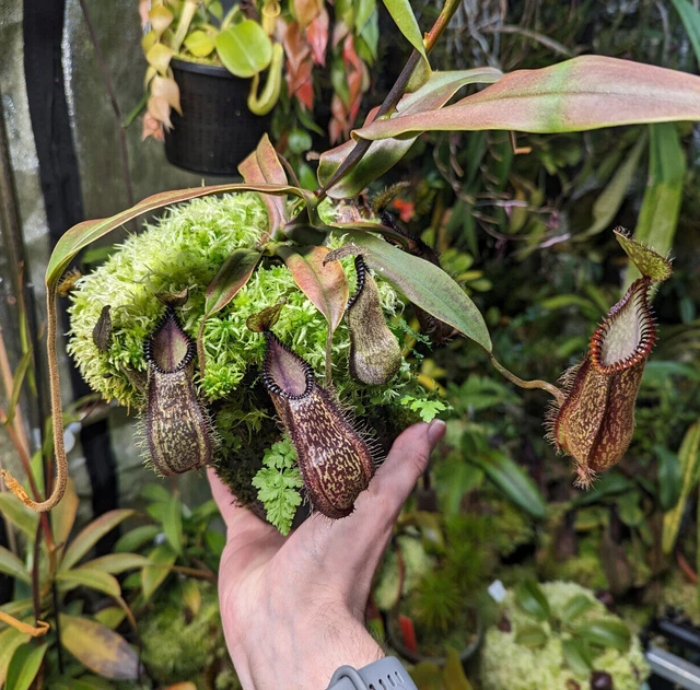 NEPENTHES HAMATA TAMBUSISI (BE3975) Large plant! EUR 210,99