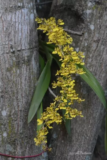 Orchid Species - Oncidium Isthmi Plant