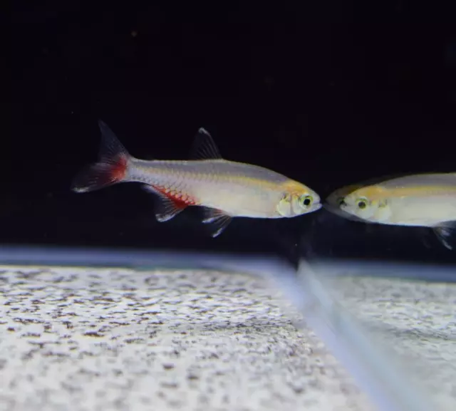 1 Bloodfin Tetra moss java shrimp guppy (combine shipping)