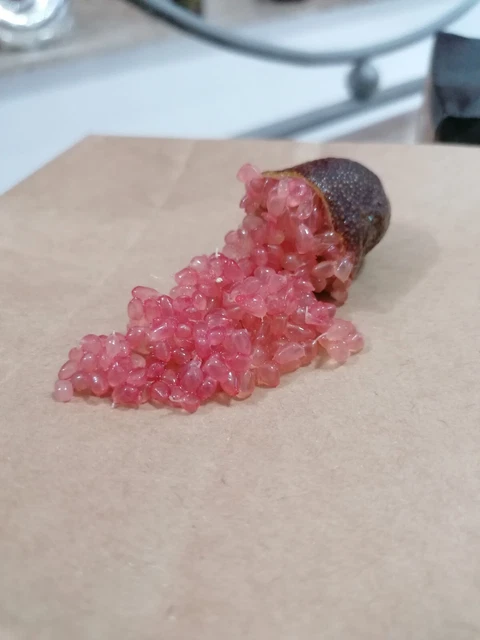 Finger Lime 1000 g. Limone Caviale Agrume Frutta
