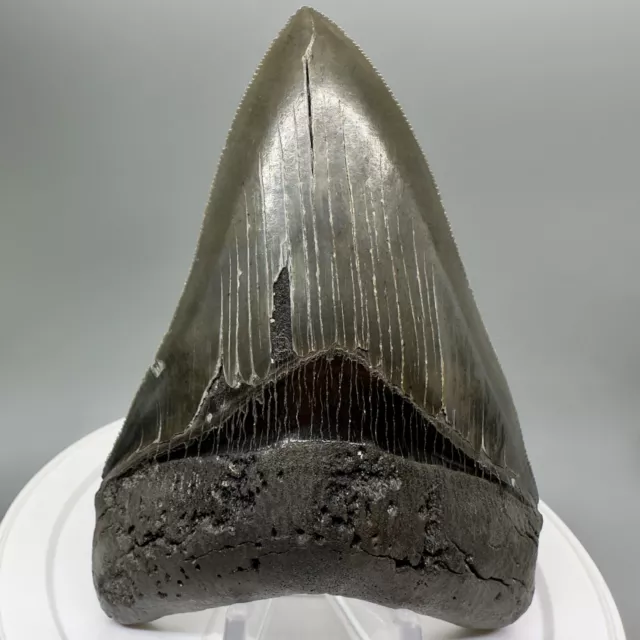 High Quality Sharply Serrated 4.39" Fossil MEGALODON Shark Tooth - USA