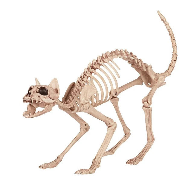 Skeleton cat
