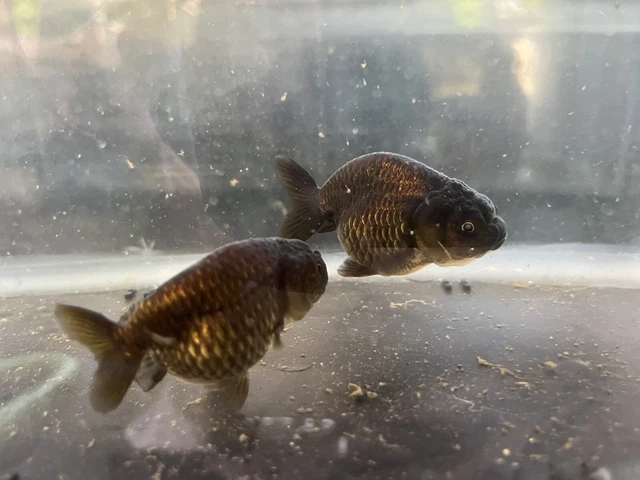 2 goldfish . ranchu