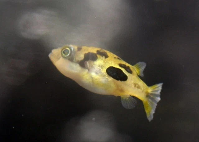 3x Indian Pea Puffer (0.75-1.25") Live Fish 2Day Fedex shipping