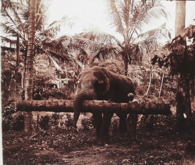 Sri Lanka Ceylon Elefant Verkehr Holz- Bäume Platte Stereo Winzers