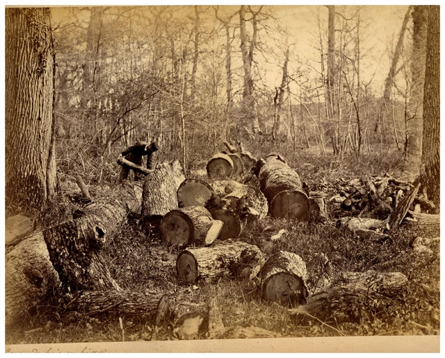 Tirage Original Olympe Aguado, Forêt - Papier Salé Circa 1855 - 27,5x38 Cm - Réf ZB0512