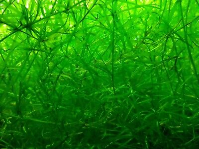 2 Cups Guppy Grass -Najas Guadalupensis (fast growing floating aquarium plant)