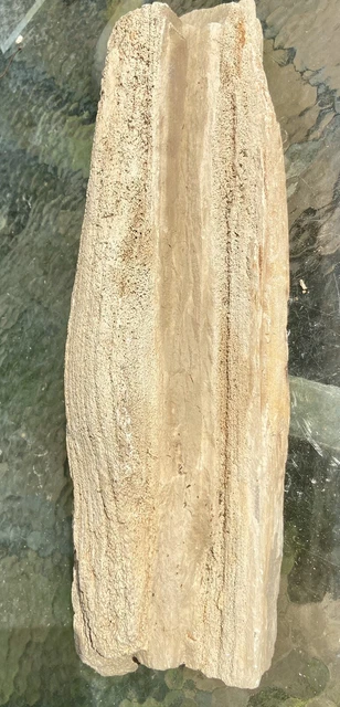 IMPRESSIVE* 29.11 Lb Petrified Fossil Wood Log Covered In Large Druzy-Over 20” L