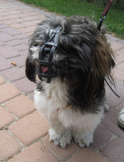 Shih tzu sales muzzle size