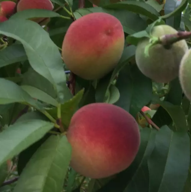 Fresh cuttings of the Belle of Georgia peach tree for rooting and grafting