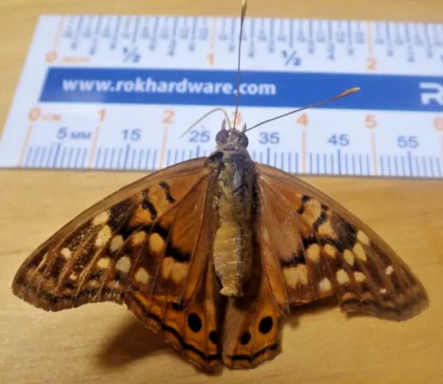 Tawny Emperor Butterfly Asterocampa clyton Nymphalidae Lepidoptera SE Texas F244