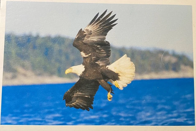 Bald Eagle Postcard Fishing Bird, Wildlife, Audubon, American National Symbol 
