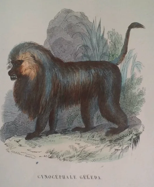 Ape Print Baboon Color Antique Chromolithograph Rare Cynocephale Geleda