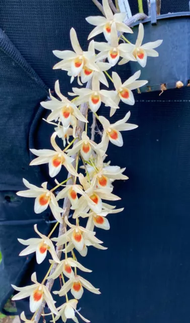 Beautiful Asian Primary Hybrid Orchid Dendrobium Matos "Cream"