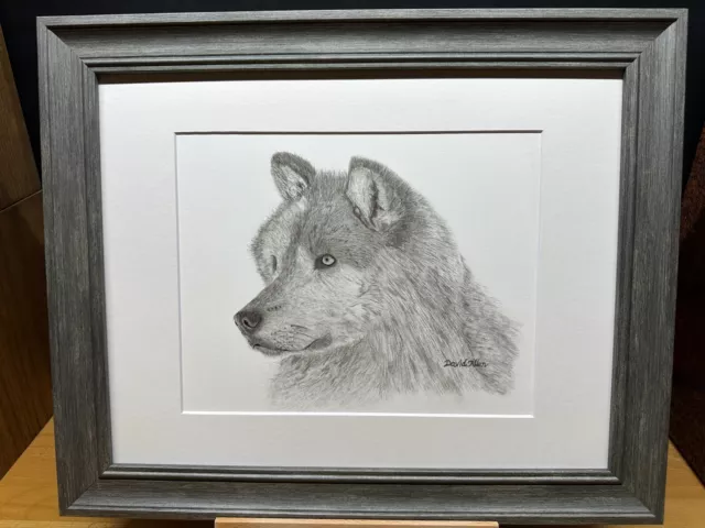 Gray Wolf ~ Graphite Pencil Art Sketch Drawing Picture Print