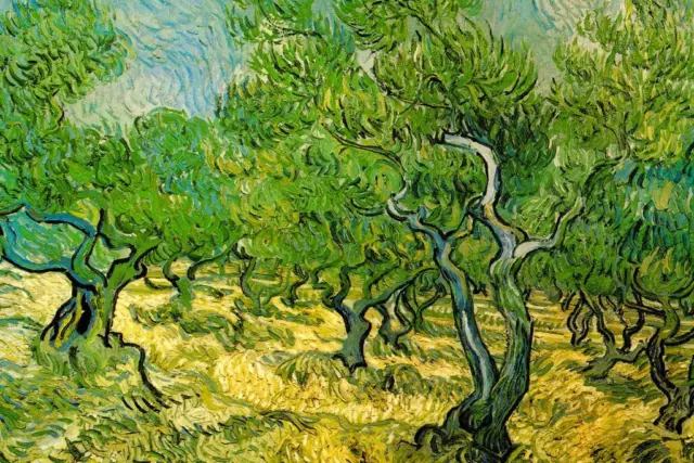 Vincent van Gogh Olive Orchard Cool Wall Art Laminated Poster 36x24