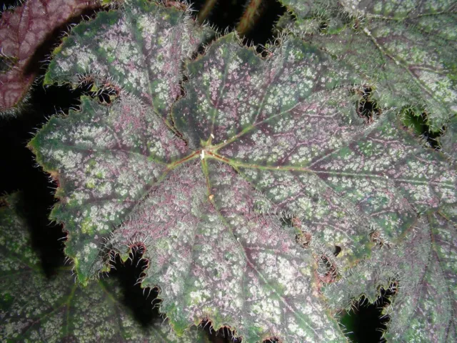 Begonia  Windermere   ..Outstanding Colourful Foliage