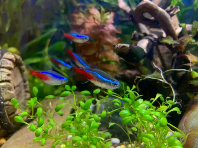 (3pk) Premium Neon Tetra (Paracheirodon innesi) 3 Live Freshwater Fish