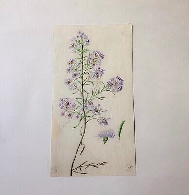 Original Flower Botanical Drawing Painting Sketching Illustration Book Page VTG