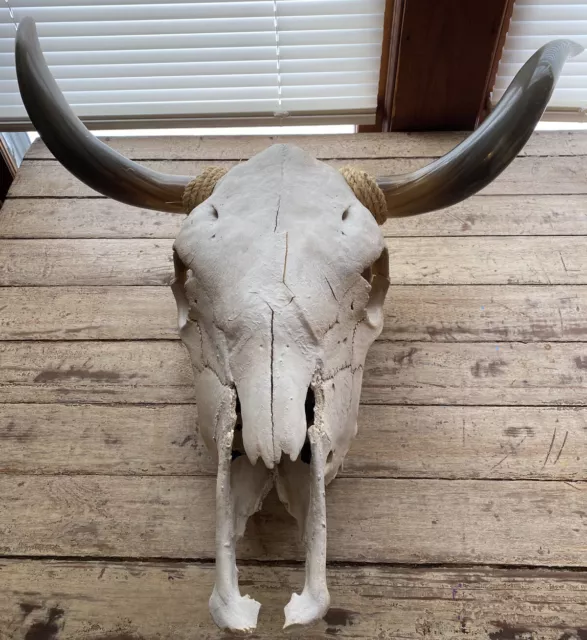 Steer Skull Long Horns Mounted 2’ 3” Cow Bull Taxidermy Longhorn Fast Ship