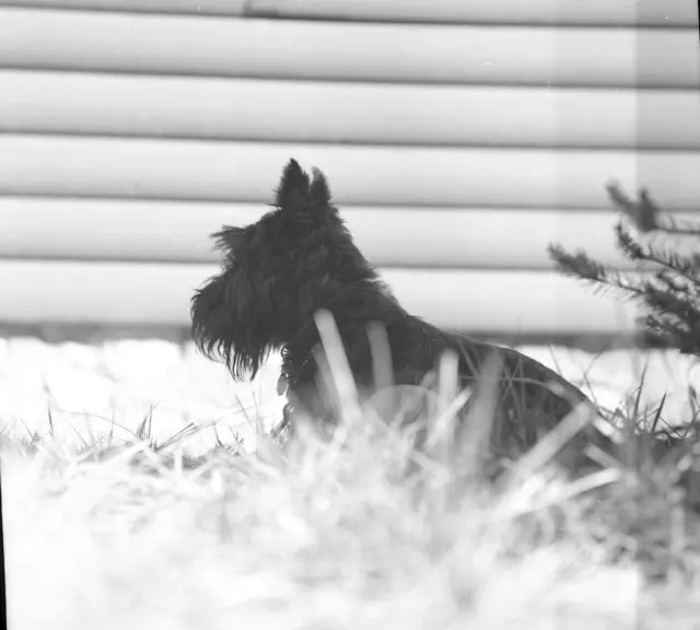 Vintage  Negative Black & White Medium Format Scotty Dog Terrier Black Outside