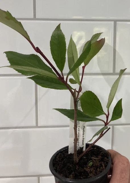 10 Best Photonic Red Robin Pot Plant - October 2025