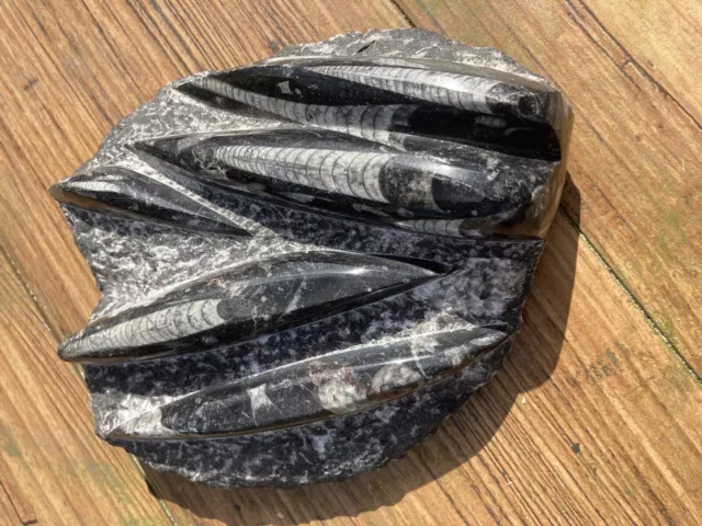 orthoceras  Plate fossil Polished Large