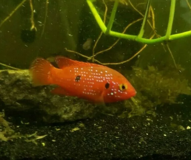 Live Blood Red Jewel Cichlid Hemichromis lifalili 1-6 Aquarium Fish