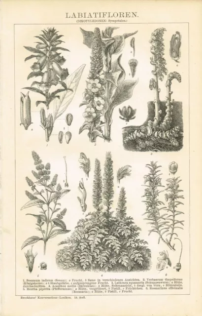 Botanische Tafel SESAM / KÖNIGSKERZE / MINZE / ROSMARIN 1894 Original-Holzstich