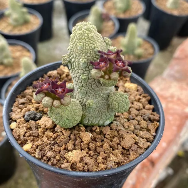 4-5CM Pseudolithos Migiurtinus Hybrid Multiple heads Cactus Succulent Live Plant