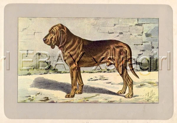 DOG Bloodhound (St Hubert Hound), Rare Antique 100-Year-Old French Dog Print