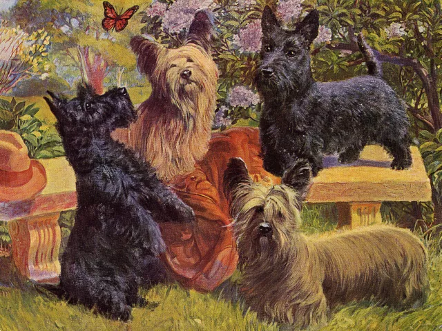 Skye Terrier & Scottie Charming Dog Greetings Note Card Beautiful Group Of Dogs