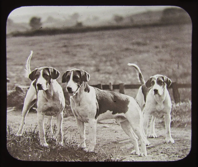 VICTORIAN GWW Glass Magic Lantern Slide FOXHOUNDS C1890 DOGS DOG FOXHUNTING