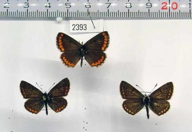 Lycaenidae Aricia (Aricia) agestis 2393 Pair + male