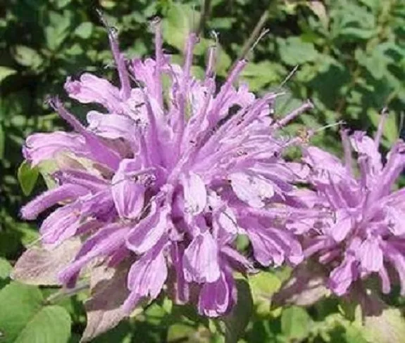 50+ Lilac Monarda Bee Balm / Deer Resistant Lemon Scent / Perennial Flower Seeds