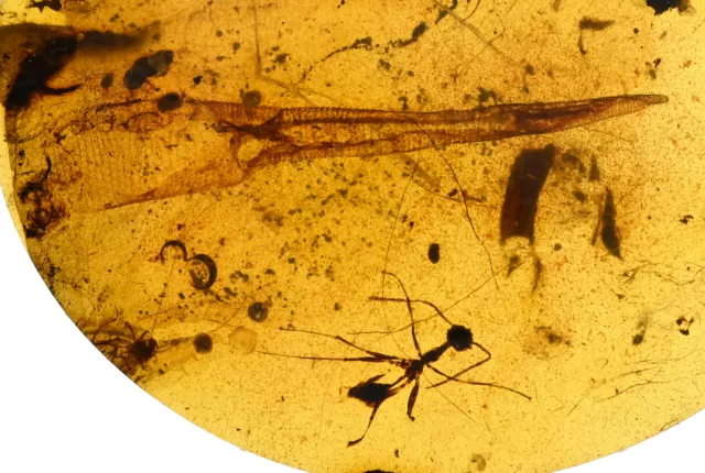 EXTREMELY RARE Lizard with regenerated tail, Fossil inclusion in Burmese Amber