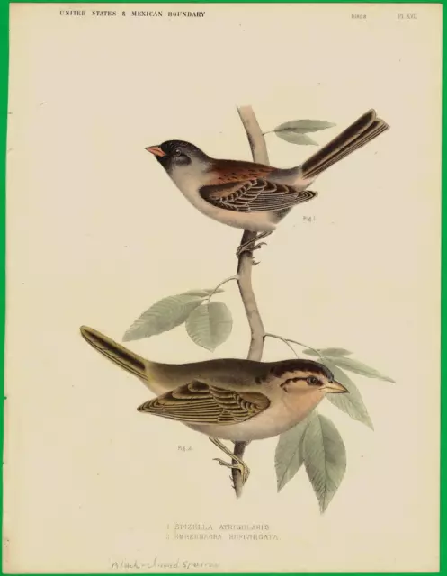 1859 Hand-Colored Bird Print ~ BLACK-CHINNED SWALLOW