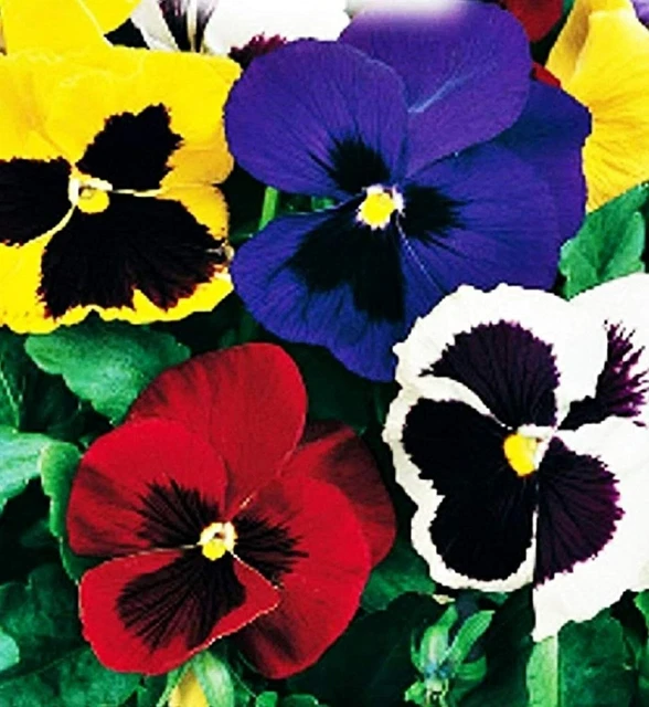 Semi Viola Del Pensiero Gigante Rossi - 100 Semi Varietà Rara Svizzera Per Giardino