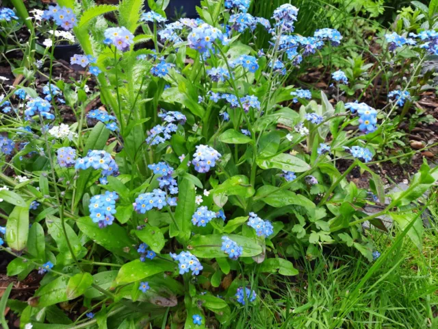 Myosotis sylvatica - 10 Blue - Forget Me Not - bare rooted young Plants