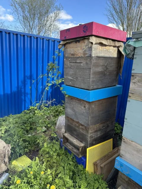 5 bee hive used Western Europe Commercial