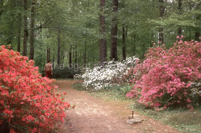 WILD AZALEAS AND RHODODENDRON BUSH 35mm SLIDE Found Photo VINTAGE 36 T 2 P